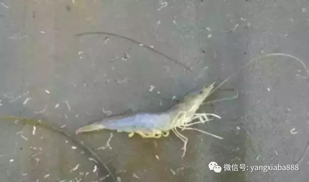 养南对虾大棚价格分析
