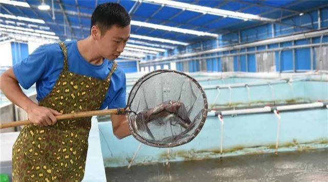 大棚养虾最好的地方，探索最佳养殖场所