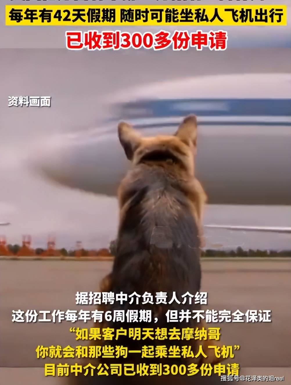 美国警犬待遇，超越我们的想象