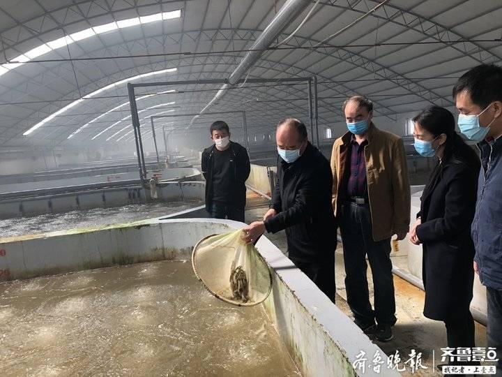 大棚东方对虾养殖技术及其产业前景展望