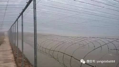 农村大棚养虾，一种新型养殖模式的探索与实践