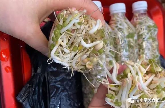 饮料桶生豆芽，一种创新种植方式的探索