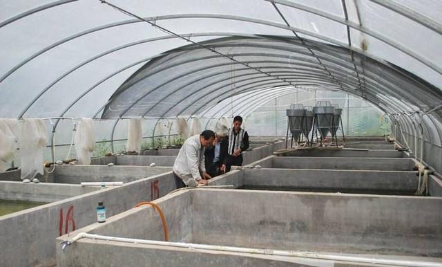泥鳅大棚养殖的产量分析，高效养殖技术下的产量潜力探讨