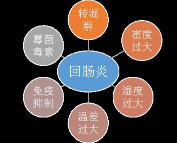 大棚海参吐肠必治，解决方案与关键策略