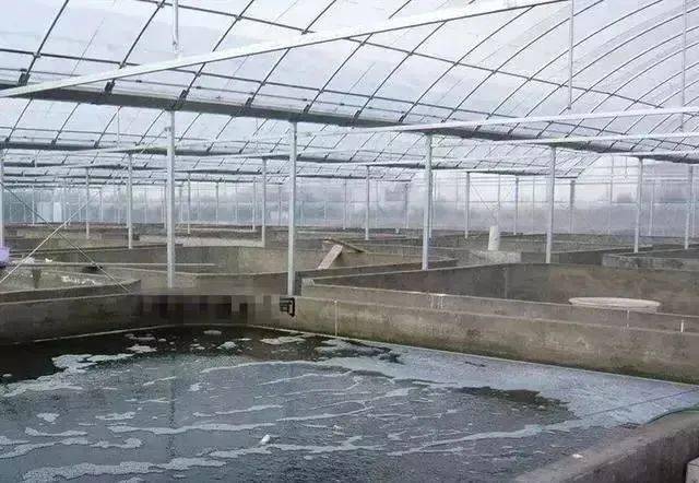 大棚养虾水泥池水循环，高效养殖模式的探索与实践