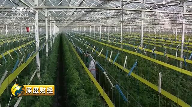 大棚海参，探索养殖与生长的图片纪实