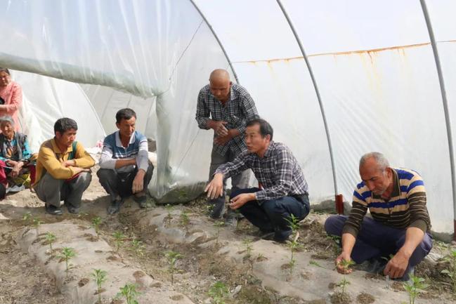 大棚帆布池对虾养殖技术，探索与实践