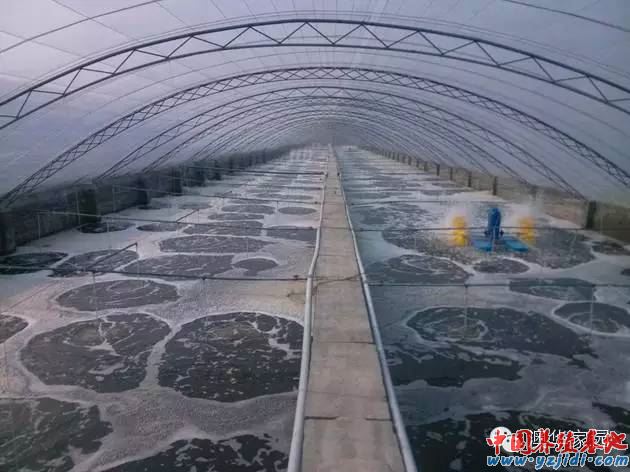 大棚薄膜养殖南美白虾，现代水产养殖新模式