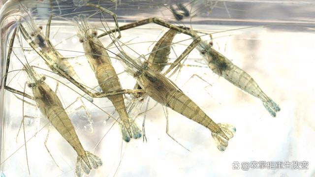 大棚养罗氏沼虾，一种高效养殖模式的探索与实践