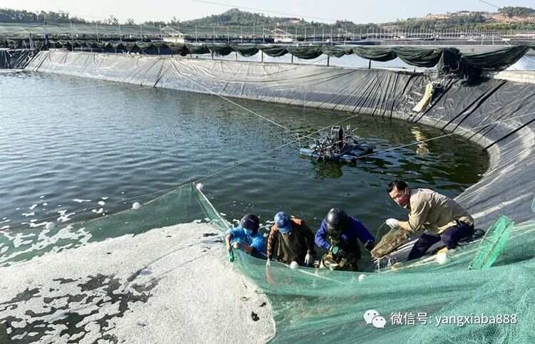 养虾大棚图，现代水产养殖的新篇章