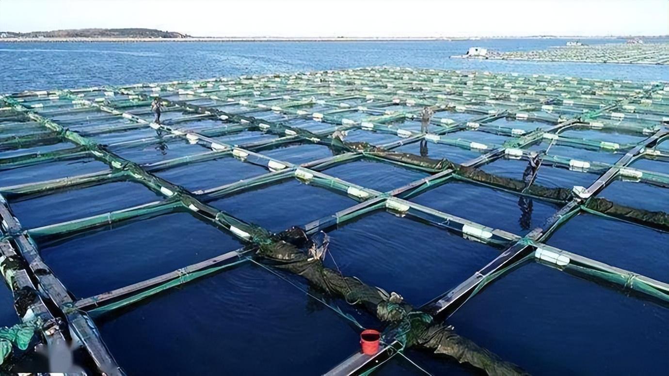 大棚吊网养海参，一种创新养殖模式的探索与实践
