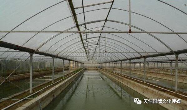 大棚养黄鳝设备，现代水产养殖的新选择
