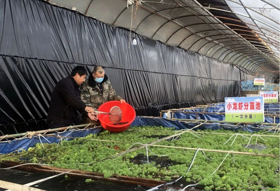 江苏龙虾盱眙大棚养殖，探索高效养殖新模式