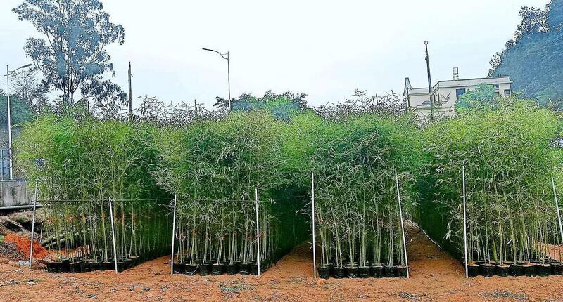 北方种什么品种竹子