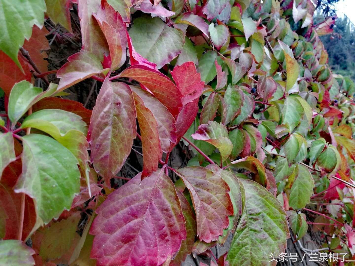 红叶爬山虎品种解析