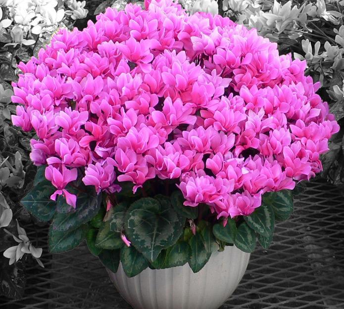 常用观赏花卉品种及其魅力