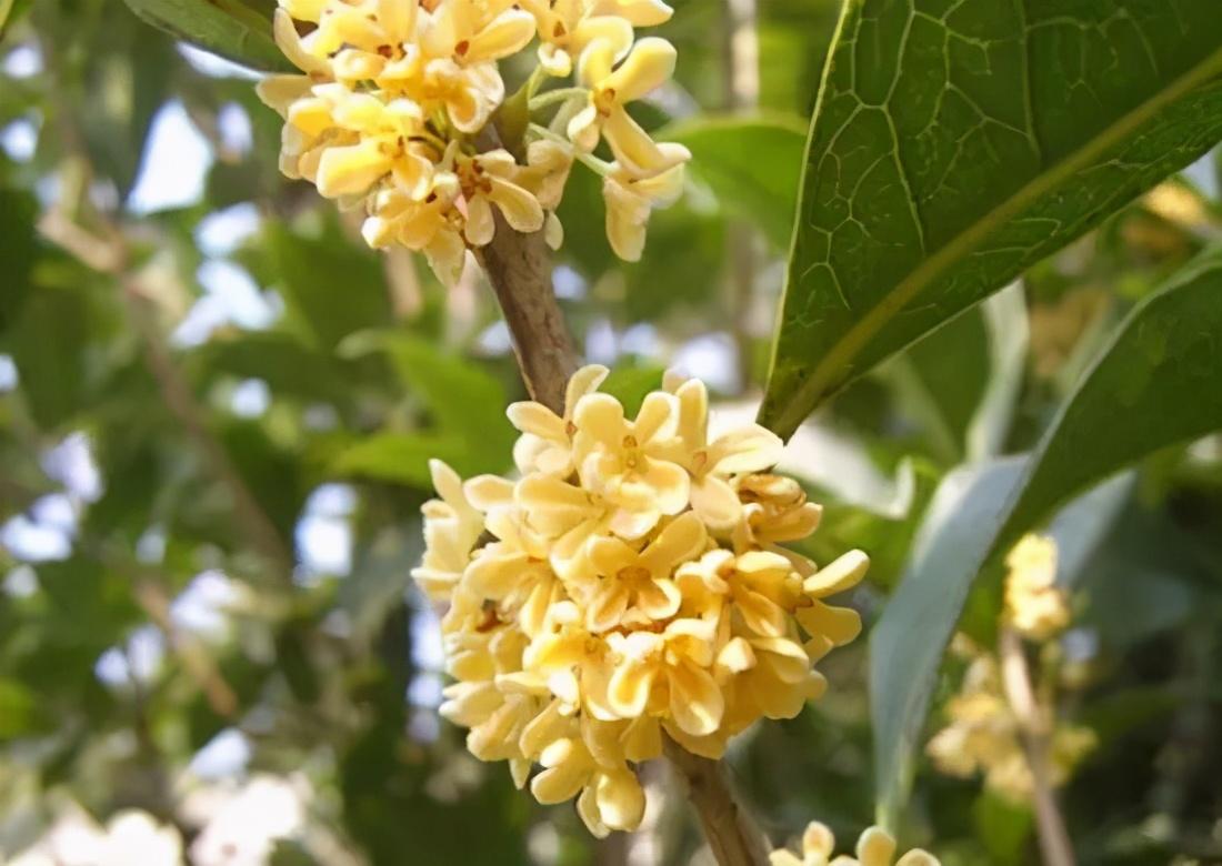 桂花优良品种，探索与赏析