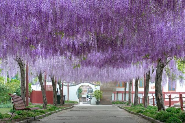 紫藤品种繁多，花期各异——探寻哪个品种花期最长