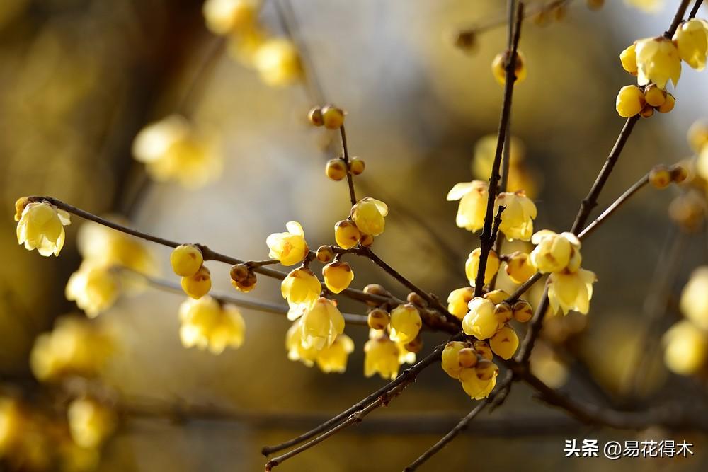 腊梅树品种繁多，探索其多样性与独特魅力