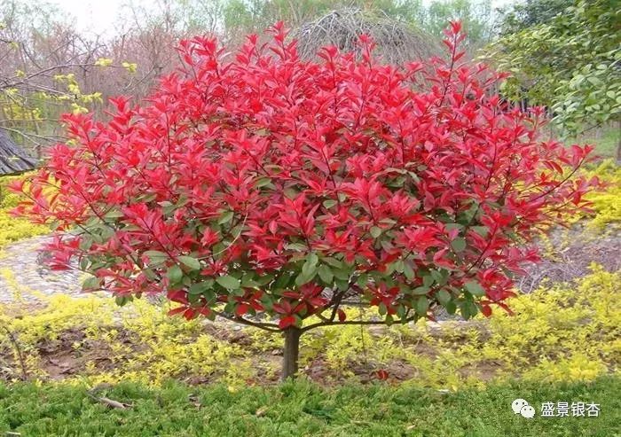 红叶石楠品种繁多，探索其丰富多样性