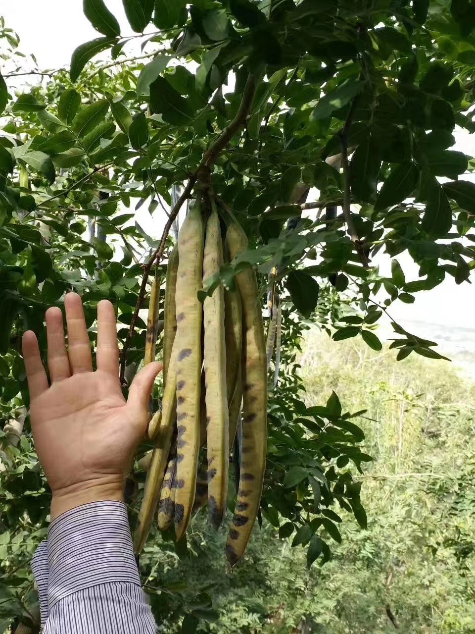 皂角树品种繁多，探索不同品种的特点与价值