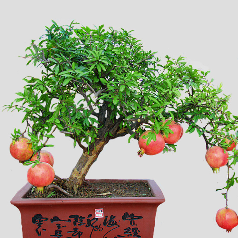 适合盆栽的石榴品种介绍