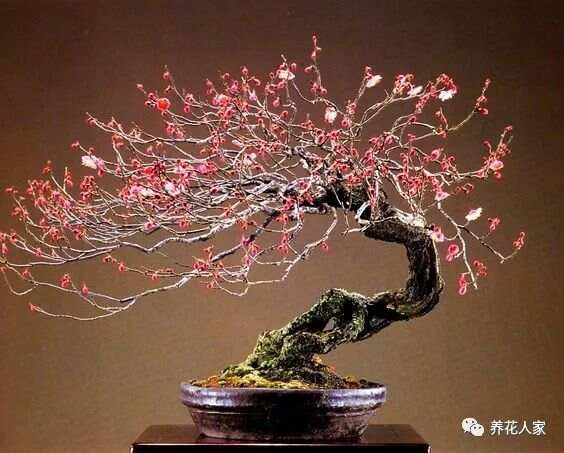 盆栽梅花品种的魅力与鉴赏