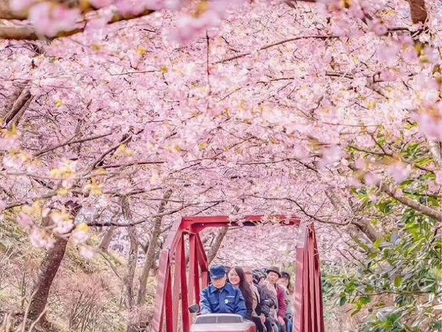 粉红色的樱花品种，绽放的美丽与独特的魅力