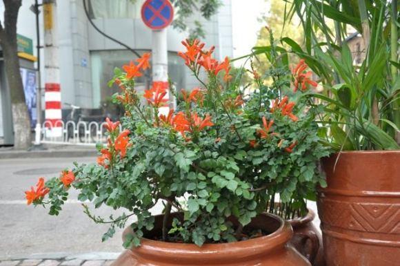 凌霄花品种繁多，各具特色，本文将为您详细介绍凌霄花的品种及其特点。