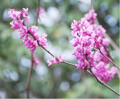 春天种什么品种的花卉——花卉种植指南