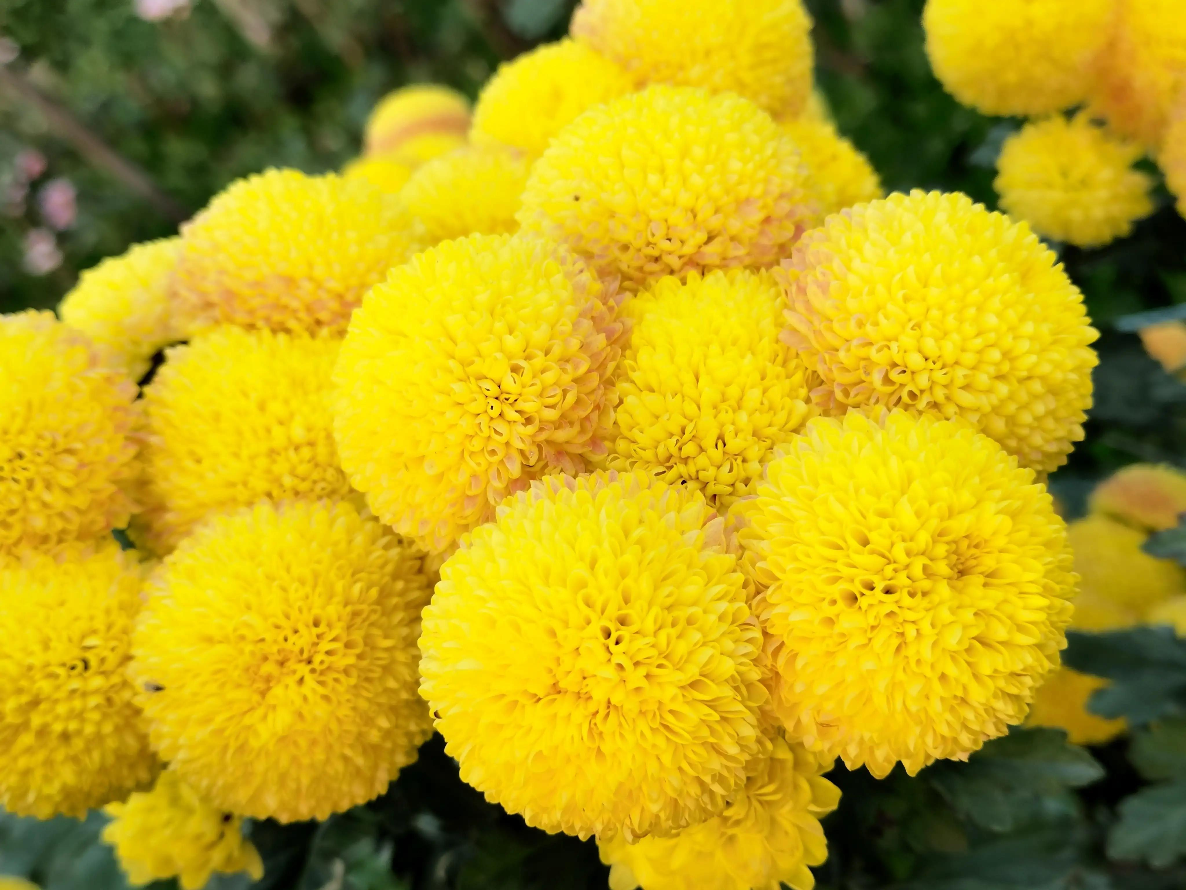 菊花名品种，探寻千姿百态的菊花世界