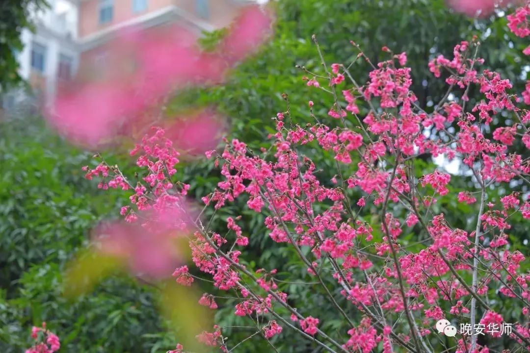 黑龙江的樱花品种