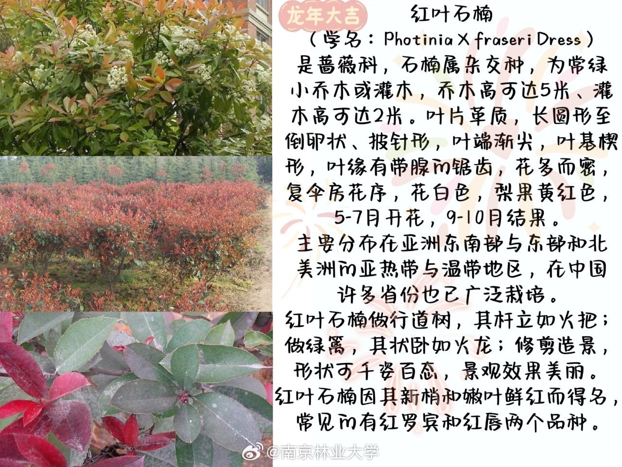 石楠品种繁多，各具特色，其中哪个品种最红，这是一个值得探讨的问题。本文将介绍石楠的基本知识，不同品种的颜色特点，以及通过对比分析，确定哪个品种最红。