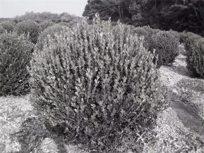 小型灌木品种，多样性与应用