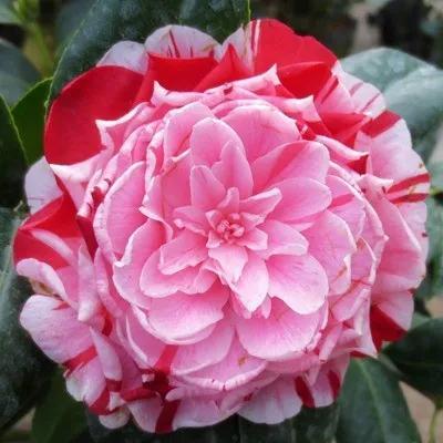茶花品种繁多，绚丽多彩，每一朵花都有着自己独特的魅力。本文将介绍几种常见的茶花品种，并附上图片，带领大家一起领略茶花的美丽。