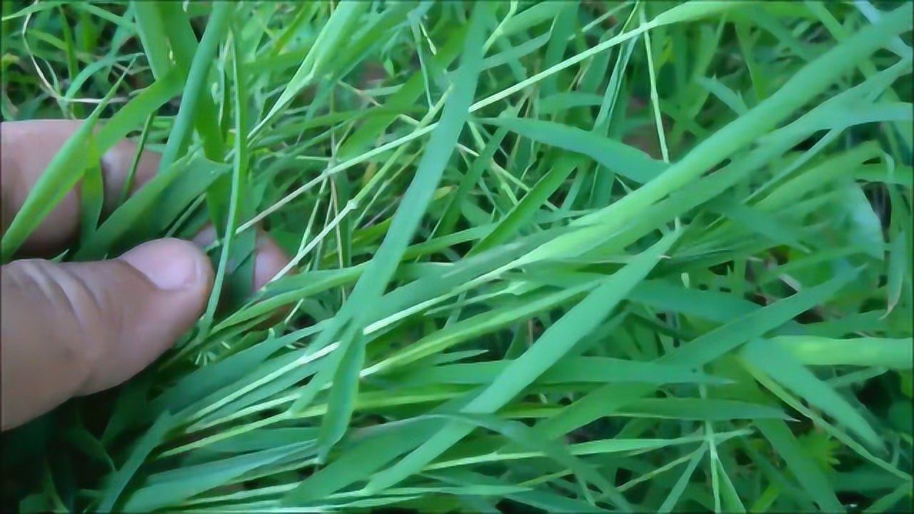 狗牙根草品种，探索与解析