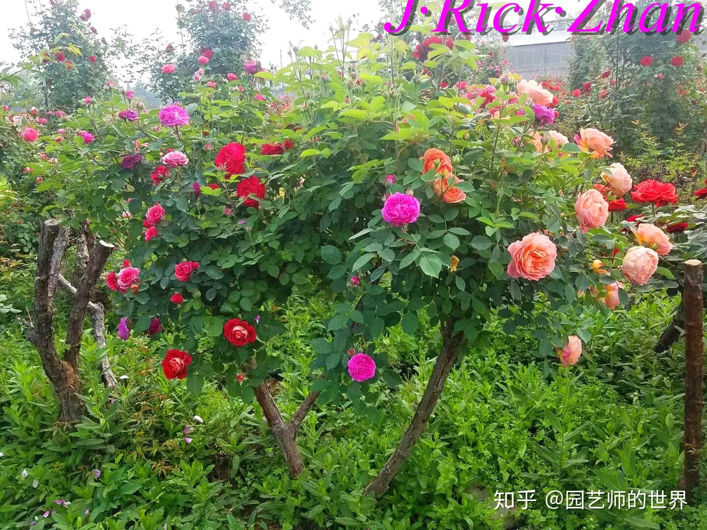 红色大花强香月季品种的魅力与特点
