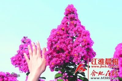 美国新品种紫薇快繁技术，探索与突破