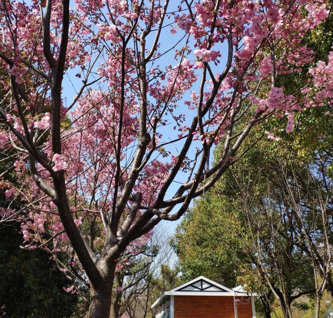 常见樱花品种及其特点