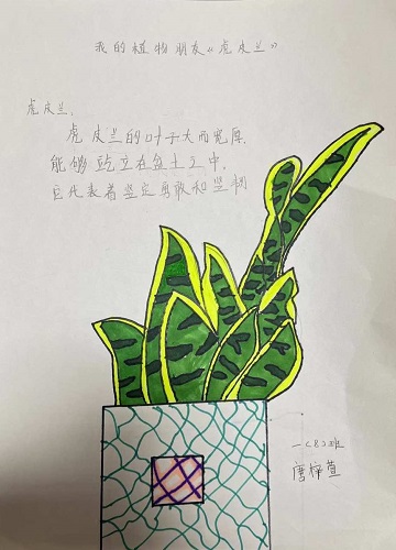 大班美术植物，探索与创意表达