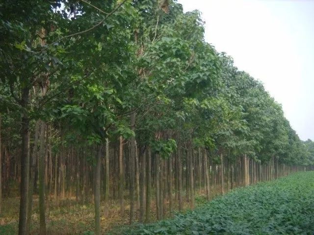 苗圃场苗木品种，多彩林木世界的探索