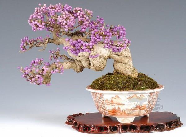 紫藤品种繁多，各具特色，对于想要种植紫藤的朋友来说，选择一种容易存活的品种是十分重要的。本文将介绍紫藤中容易存活的品种，帮助读者更好地选择和养护紫藤。