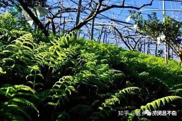 绿化种植与树木品种，探索多样性的魅力