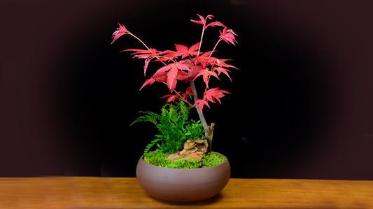 红枫品种繁多，探寻不同品种的魅力