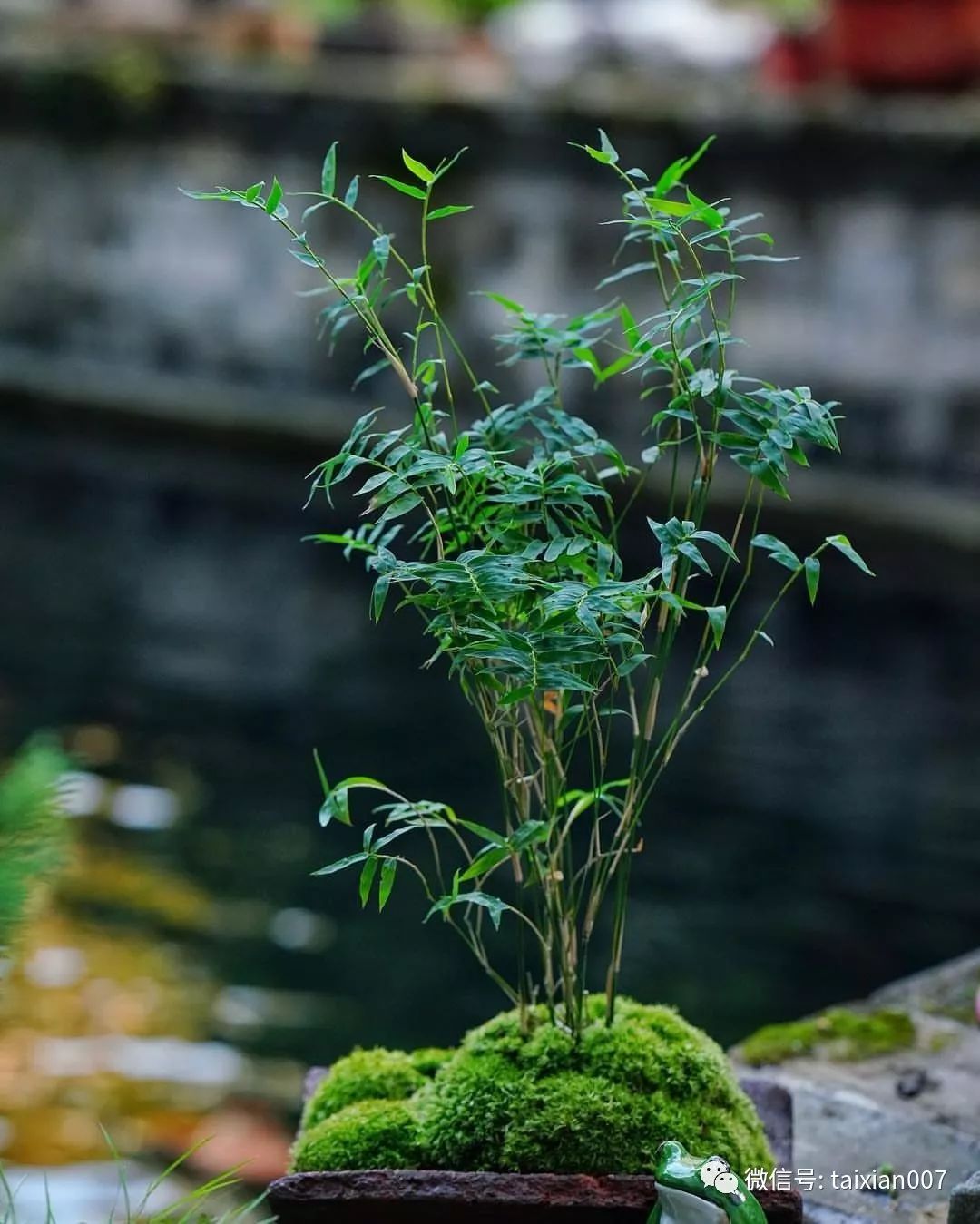 竹类花卉品种，美丽与坚韧的象征