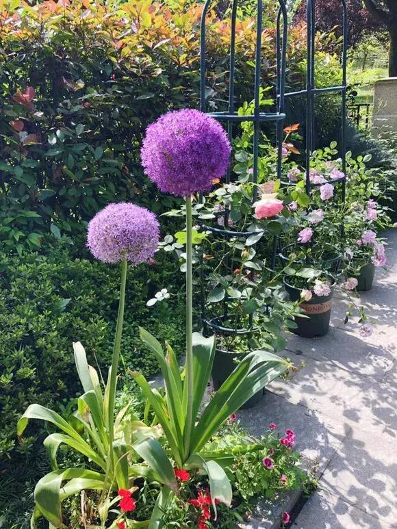 衡阳草花品种，丰富多样与独特魅力