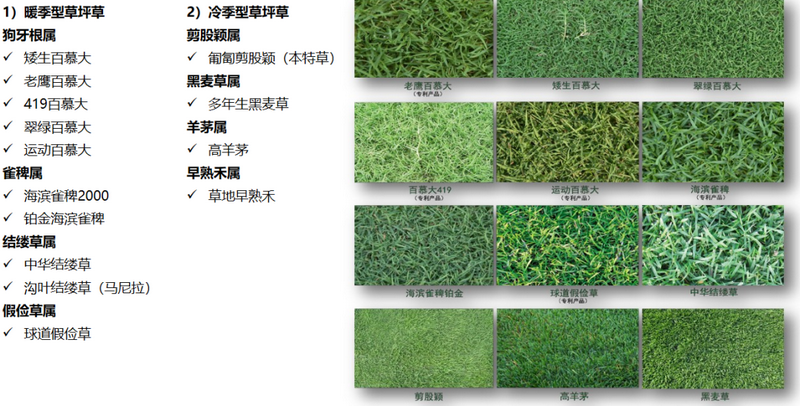 北方草坪品种搭配研究与应用