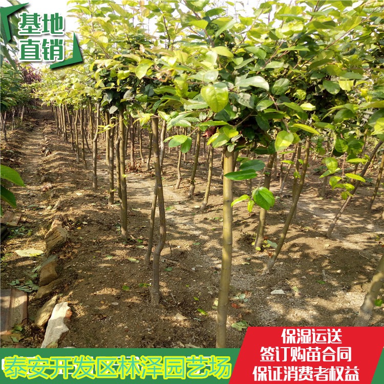 新疆常用苗木品种及其特点