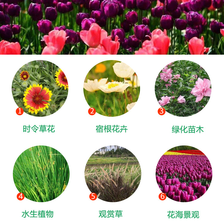 草花混播品种，探索与应用的多样性