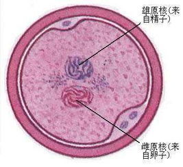 取卵受精全过程解析，卵子与精子的奇妙相遇需要多少天？